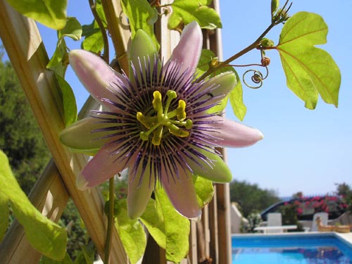 Passion Flower Picture
